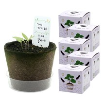 틔움세상 팜팜농장 가지 모종키우기 5p