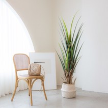 포플랜트 드라세나 마지나타 조화나무