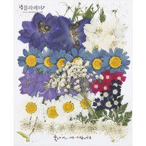 체크스토리 압화꽃 공예 C타입, 05 신랑