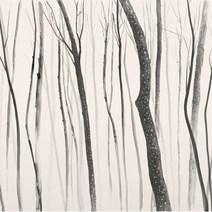 포인트벽지 50h505003, 포레스트나무그림