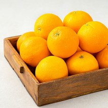 오렌지추천 인기 순위비교