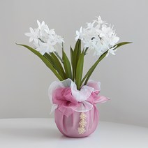 보자기 난 선물화분 신비디움, 화이트