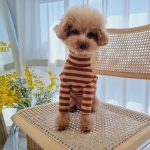 바이굄 강아지 비스킷 티셔츠, 초코