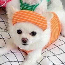 에이미러브즈펫 반려동물 BA 롤리팝 스트라이프 크롭 나시, 오렌지