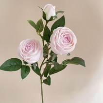 리디어스 장미조화, 핑크