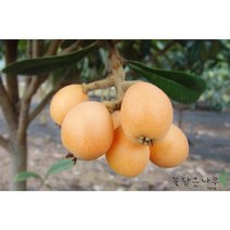[꽃담은나무] 비파나무 접목 2년 실생 5년 6년 포트묘 조경수 유실수 과실수, 4.비파나무 실생6년 1m 포트묘