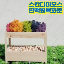 천연 순록이끼 스칸디아모스 편백 화분 화장실 욕실 실내공기정화 습기제거 식물 플랜테리어 까르밍, 퍼플