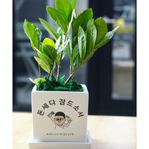 개업화분 오픈축하 개별메세지 고기집 카페 미용실 네일샵 옷가게 식당 사무실 학원 병원선물, 고정2.돈세다, 칼랑코에