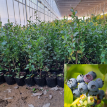 [모든원예조경] 블루베리나무 묘목 (스위트하트) 2년생 포트묘