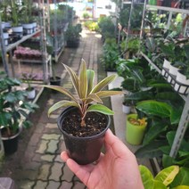 실내공기저화식물 드라세나 초콜렛퀸 수입식물 소품 10-25cm 39