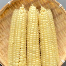 괴산 냉동 대학찰옥수수 삶은 찐 옥수수 진공포장 9개 15개 30개, 5팩, 3개묶음포장(15개)