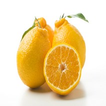 설 명절 선물세트 제주 한라봉, 한라봉 선물세트 3kg 13과내외