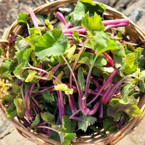 [오늘의채소] 국내산 노지 머위순 1kg, 단품