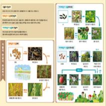 여러 가지 식물의 한살이 5인세트
