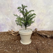 [광합성] 아라우카리아 소 화이트토분, 3.식물+토분+받침대