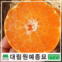 [대림원예종묘] 귤나무 레드향 7치화분 결실주