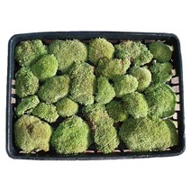 비단이끼(소량) 자연산 분재 화분포인트 가습효과 테라리움 체험학습