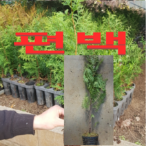 (D소망)편백묘목(키100센치)(분) 1그루