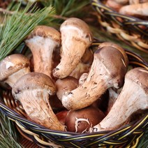[산정마을] 국내산 참송이버섯 당일수확, 4_참송이(특품) 1kg