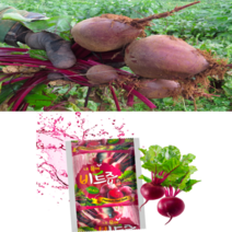 레드비트즙 비트즙 유기농 비트주스 비트쥬스 100ml 30포