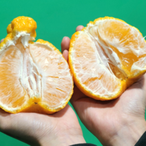 [명품꿀당도] 제주 한라봉 3kg 5kg 선물용 제주도 서귀포 할라봉 선물세트, 한라봉 가정용 10kg (혼합과 50과수 내외)