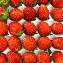 산지직송 경북 김천 겨울 고당도 설향딸기 택배 750g x 2팩, 750g X 2팩(총 70과), 2개