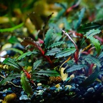 [하비아쿠아] 부세파란드라 케다강 오리지널 1촉 (수중화완료), 1개입