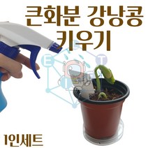 CON/큰화분 강낭콩 기르기 키우기 1인/식물 관찰 교과서제품