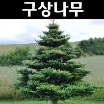 구상나무 묘목 H1.5m(분) 1개/정원/공원/조경수