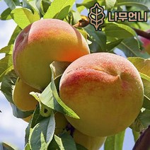 복숭아나무 유실수 나무언니, 엘바트(황도) 접목1년(2개세트)
