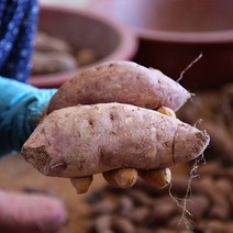 신난데이 달콤한 해남 베니하루카 꿀고구마 호박고구마