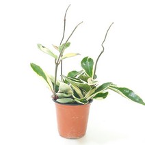 호야(소) 실내공기정화식물 공기청정식물 무야호, 1