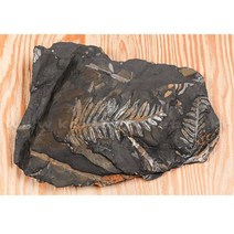 과학학습 고사리 전시용 화석