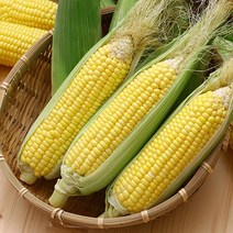 [더조은푸드] 달콤고소한 냉동 초당옥수수 (17-20cm) 특품, 냉동 초당옥수수 5팩(10개입)