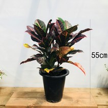 청년농부 매력식물 크로톤