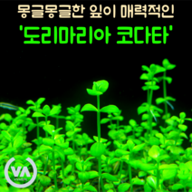 도리마리아 코다타(4촉)