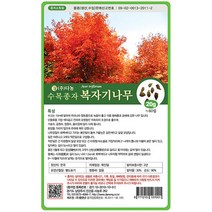 [다농] 복자기단풍나무씨앗 500g[ZO]