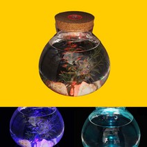 puttory 마리모 반려 식물 키우기 유리병 코르크 LED 공기정화식물 수경재배식물 15 X 16CM