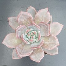꽃다리 퍼플샴페인 81 다육식물 다육이 아이만배송, 1개