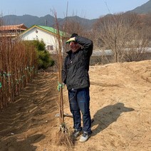 자두나무 묘목 결실주 1년생 추휘 후무샤 로얄대석 왕자두 알프스왕자 이쿠미 왕피자두, 후무샤 (특묘)