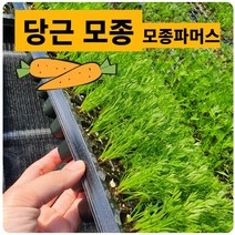 당근모종 20 (개) 뿌리채소야채 키우기 체험용 (모종파머스), 1세트