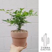 *티에라선인장* 사철 다른 매력이 있는 미니나무 남천 - 이태리 토분 2color, 화이트베이지 직선링 토분 S (받침포함)