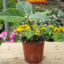 [모종가게] 뱅갈고무나무 / 벵갈고무나무 실내공기정화식물 화분 키우기 쉬운 미세먼지 제거 고무나무