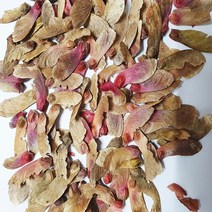 홍단풍씨앗50g(800립)