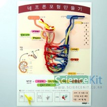 (SC) 네프론 모형만들기(4인용) 실험교구 과학실험키트 과학교재 조별실험 단체실험