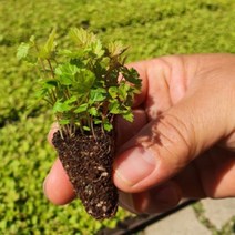 강원도 당일수확 눈개승마 나물 모종 묘목 뿌리 종근 생 삼나물 능 개승마 판매 1판 100구 1년근 1년산, 1개