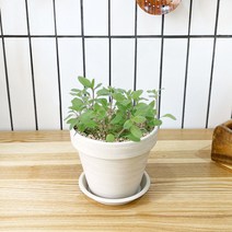 1+1 마조람 키친허브 화분 세트 로즈마리 딜 바질 베란다 텃밭 허브 키우기, H29.마조람, H33.딜