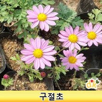 들꽃닷컴]구절초 모종 1set(15개)(분홍 흰색 선택)_야생화 다년생 노지월동, 분홍, 15개