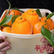 영화농산 특급 한라봉 3kg 제주 농장 직거래 제철, 이있컴쿠팡 1