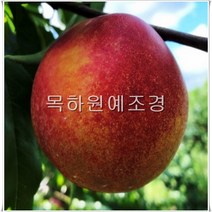 목하원예조경 복숭아나무 묘목 천도 (환타지아) 접목1년특묘